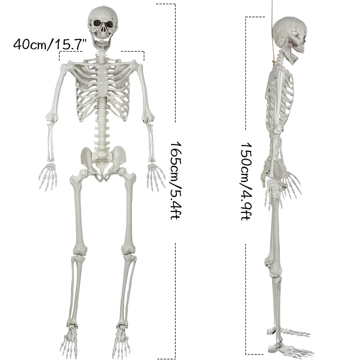 5.4ft Posable Life Size Skeleton with Movable Joints E1875