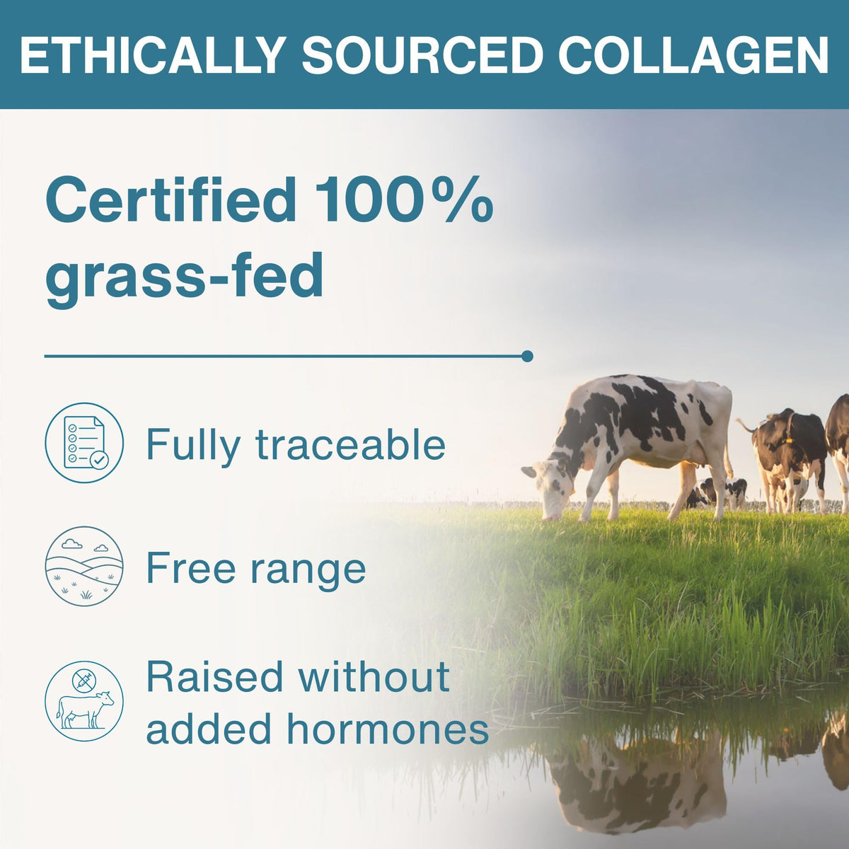 Hydrolyzed Bovine Collagen Peptides G37903